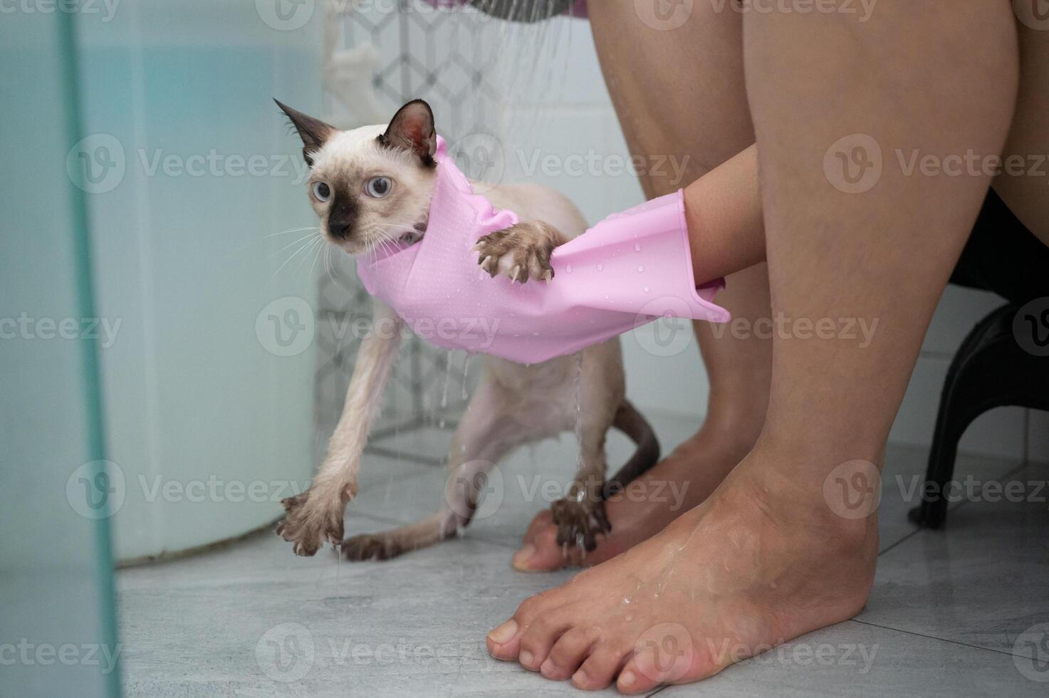 Pet's owner while bathing her cat in bathroom. Cats generally do not enjoy baths, as they are not accustomed to water. photo