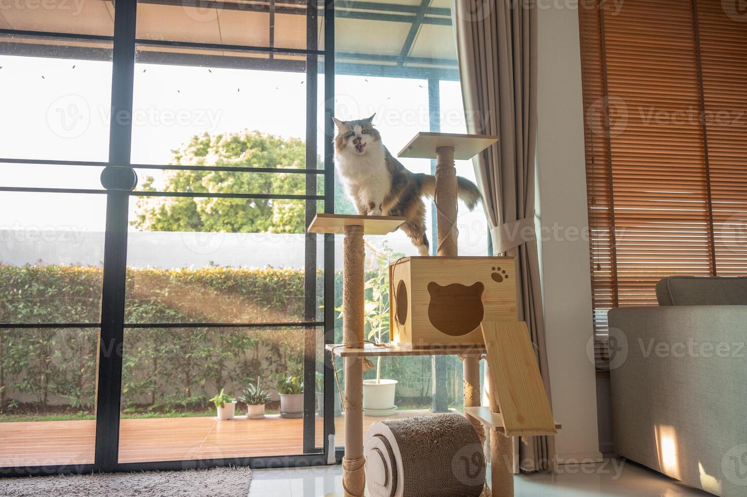 Cute crossbreed Persian cat stay on a wooden cat tree in human house. photo