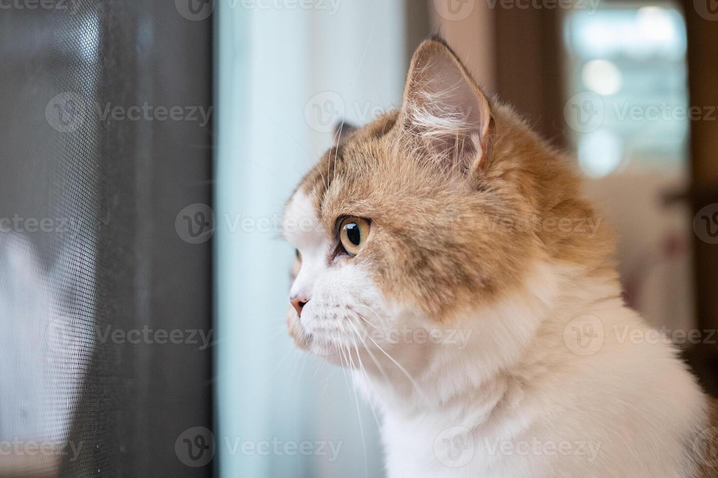 Crossbreed Persian cat looking through window while waiting her owner. photo