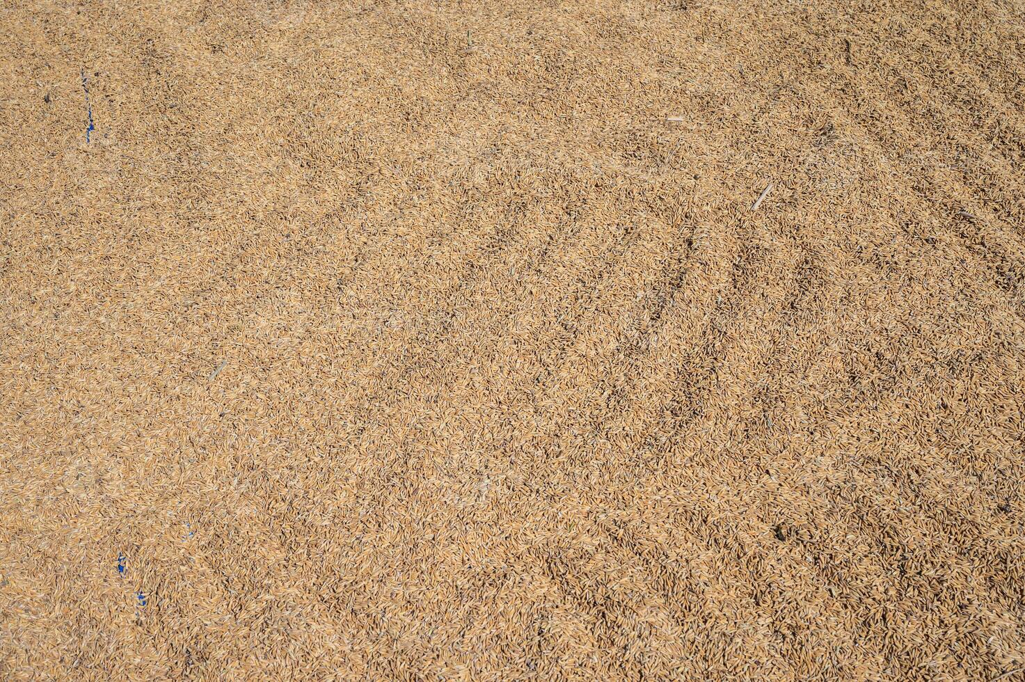 Full frame shot of rice paddy drying in the sun after harvesting. photo