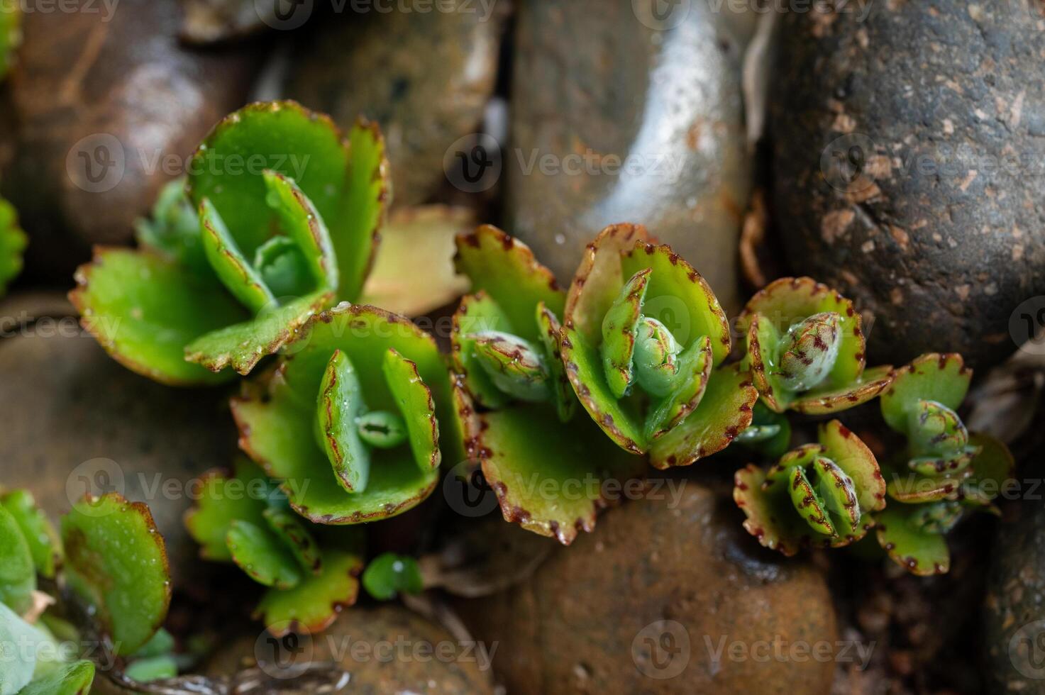 Small stem of Kalanchoe pinnata growing on the ground. When they fall off the fleshy leaf, they can root directly into the soil and continue to grow as a new plant. photo