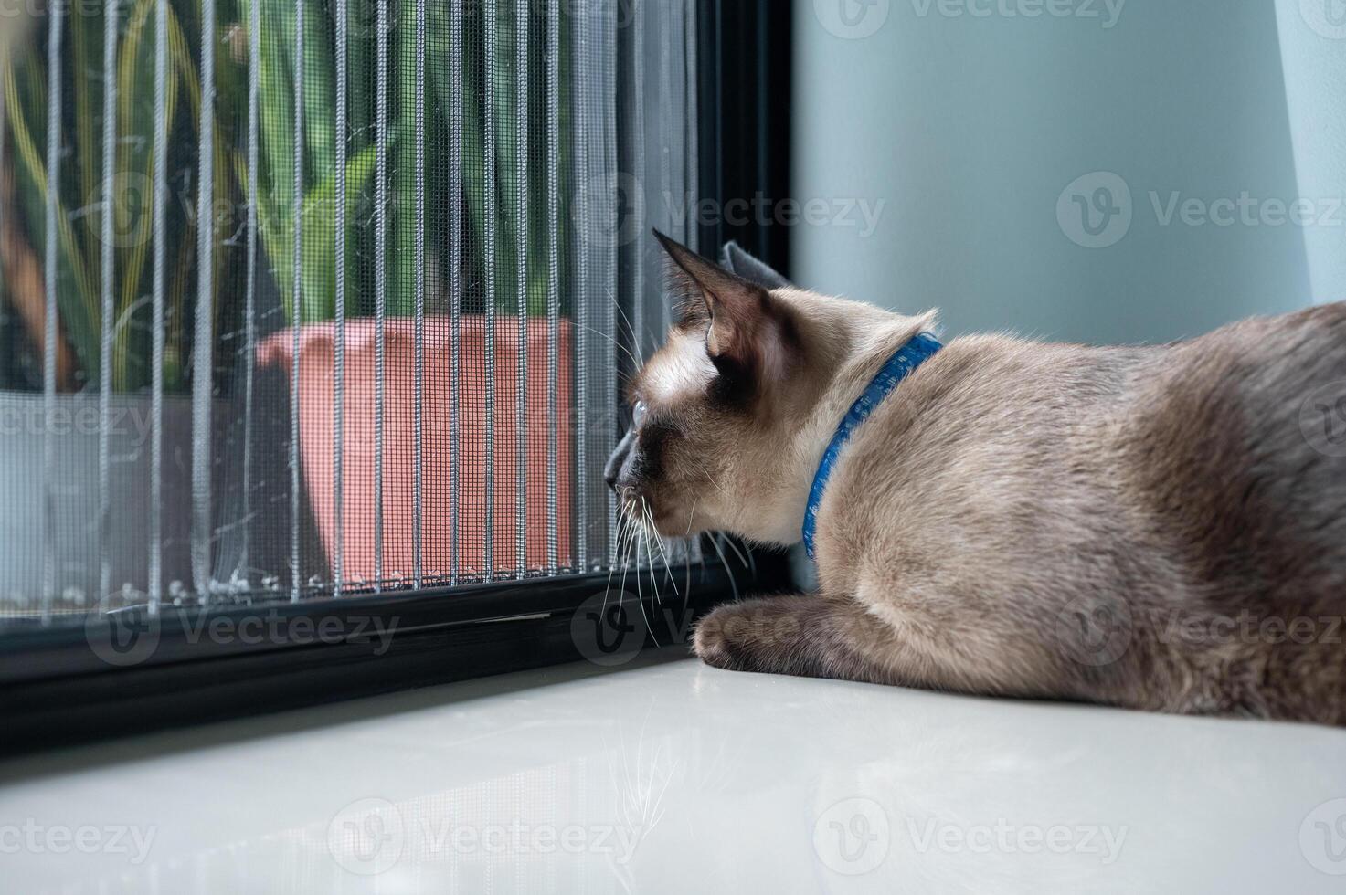 A Siamese cat looking through window while waiting owner. photo