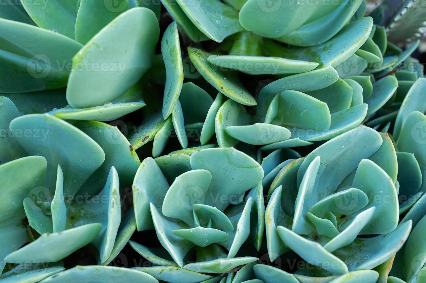 An abstract leaf of Crassulaceae succulent plants texture and background. photo