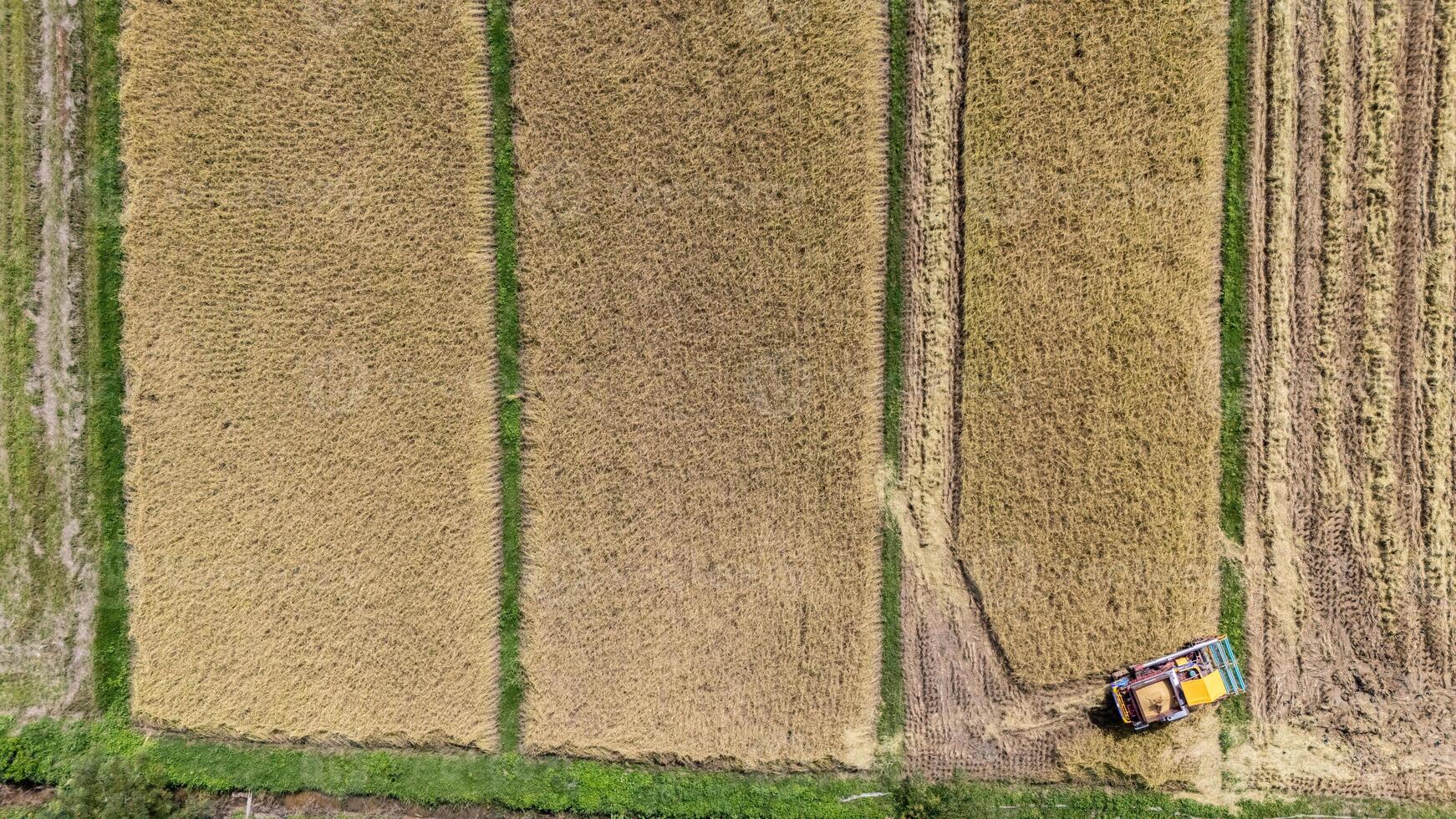 High angle view of a combine harvester while harvesting rice crops in rice field. photo