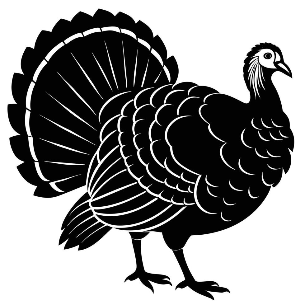 Detailed illustration of a black and white thanksgiving turkey with open tail feathers vector