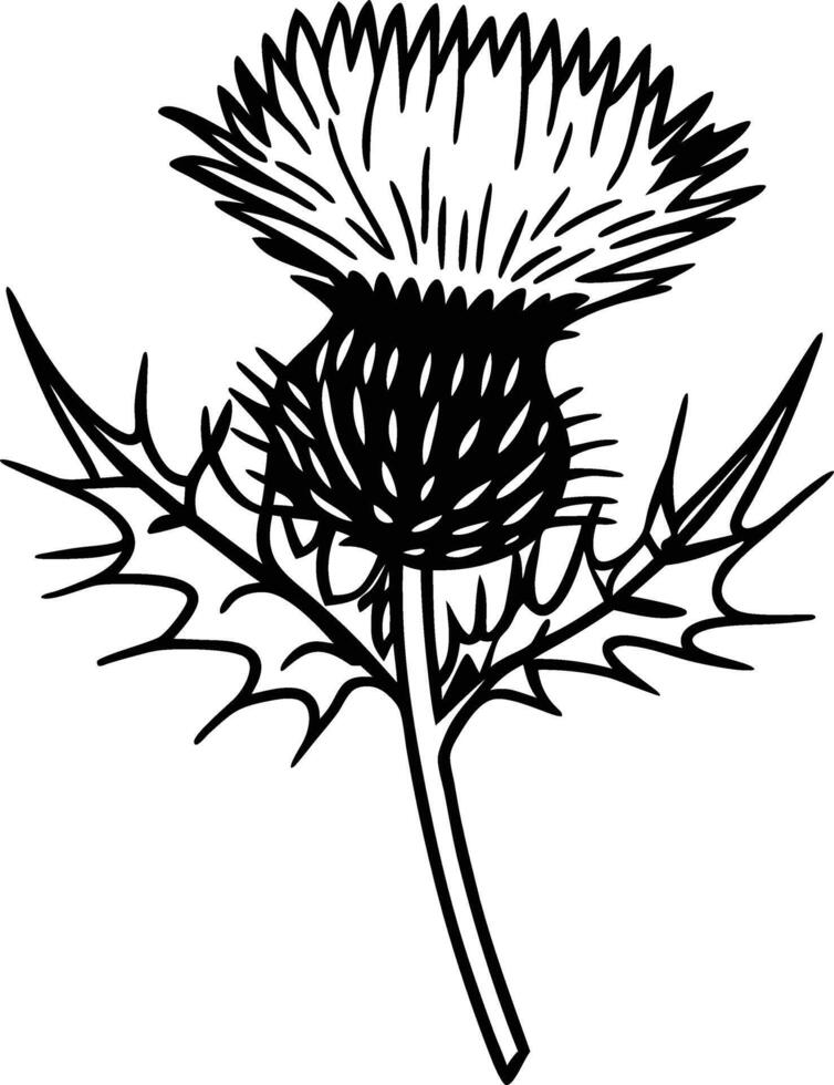 Detailed Line Art Illustration of a Thistle Flower vector