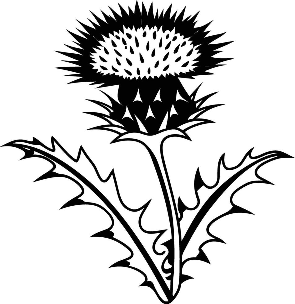 Detailed black and white drawing of a thistle flower, the national flower of Scotland vector