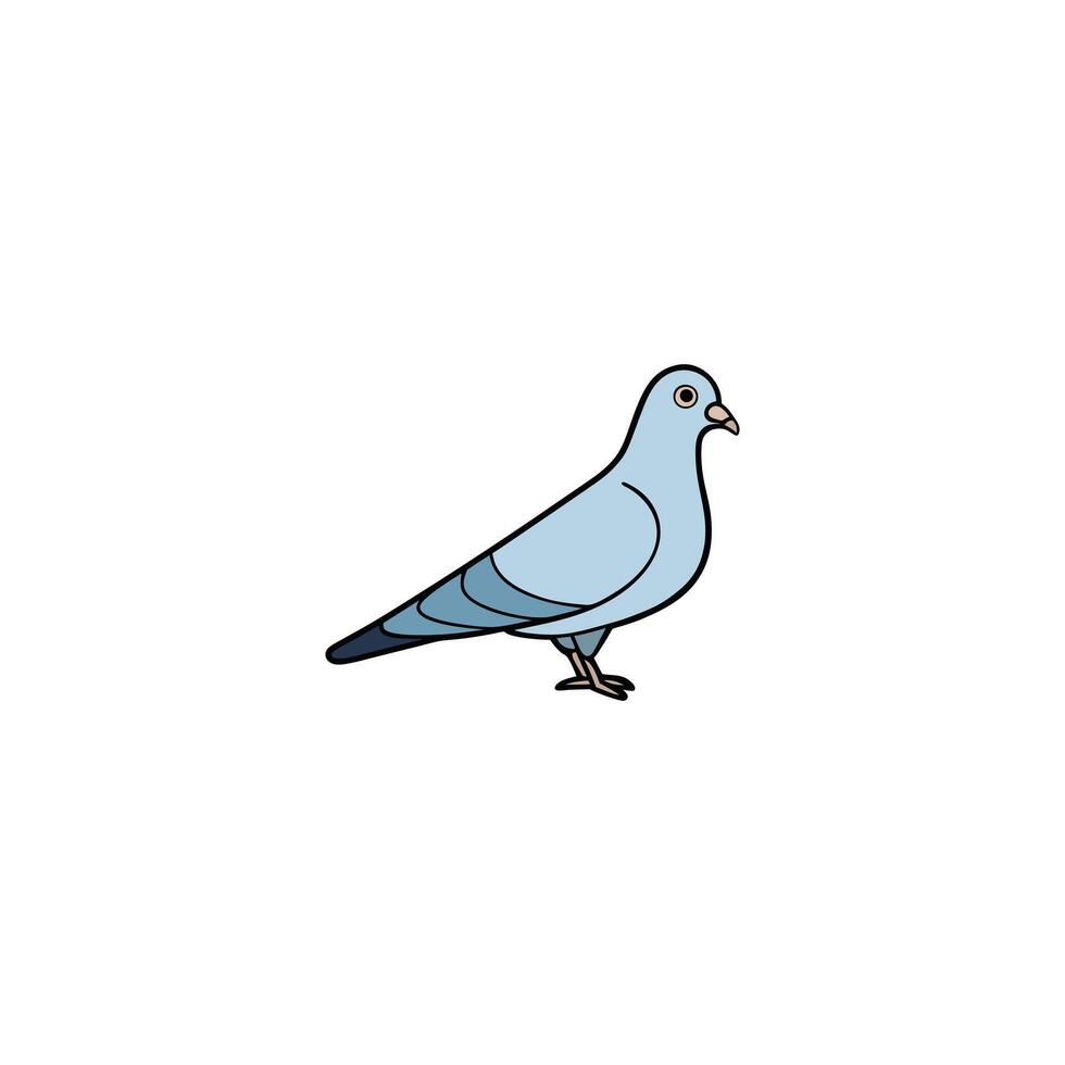 pigeon bird isolated on white vector