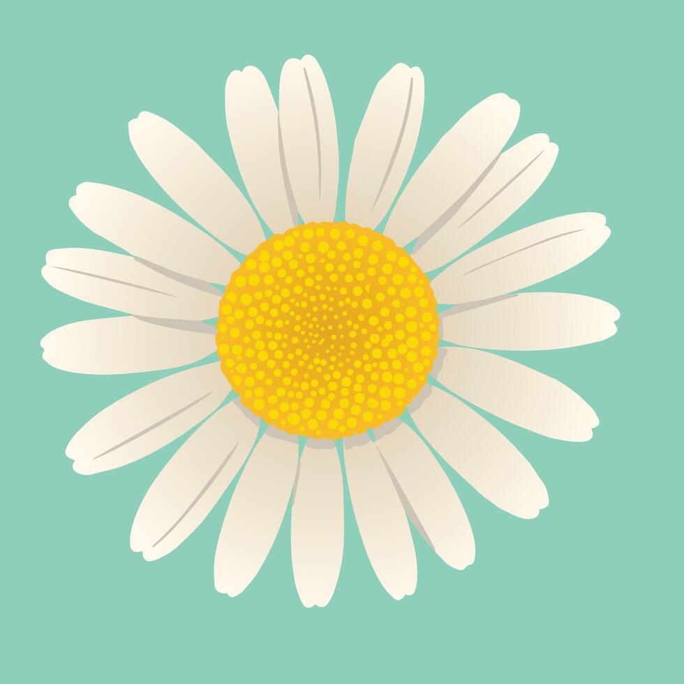 An illustration of a single daisy flower vector
