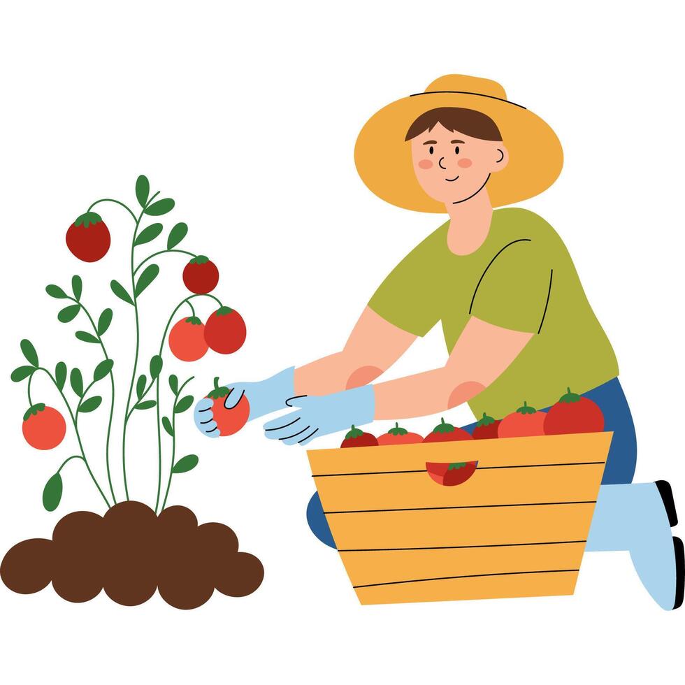 Man harvesting ripe tomatoes in a garden. Farming and gardening concept, healthy lifestyle, organic food, rural life. vector
