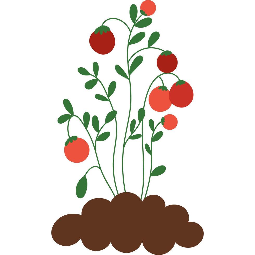 Tomato plant growing in soil. Tomato plant with green stems and red ripe tomatoes sprouting from brown soil, representing gardening and agriculture. vector