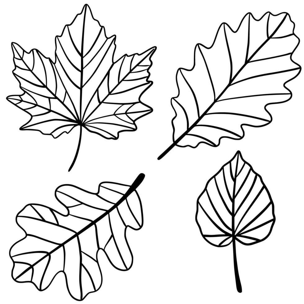 Black and white botanical leaf outlines illustration. Black and white outline illustration of different leaf shapes, ideal for coloring books, education or botanical design. vector
