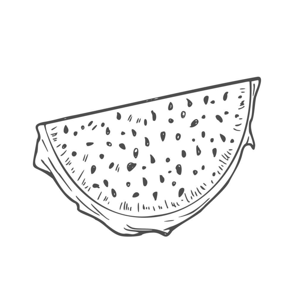 Dragon fruit slices in sketch. A piece of pitahaya vector