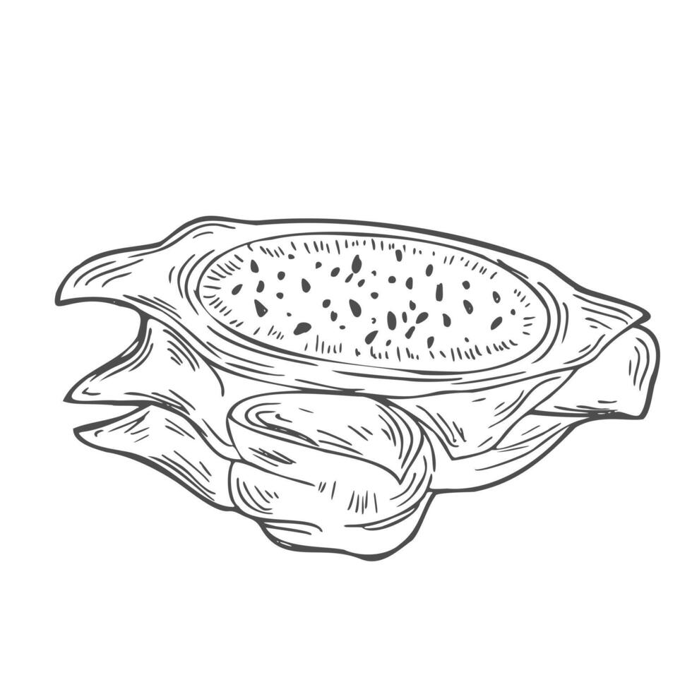 Pitahaya slice sketch. vector