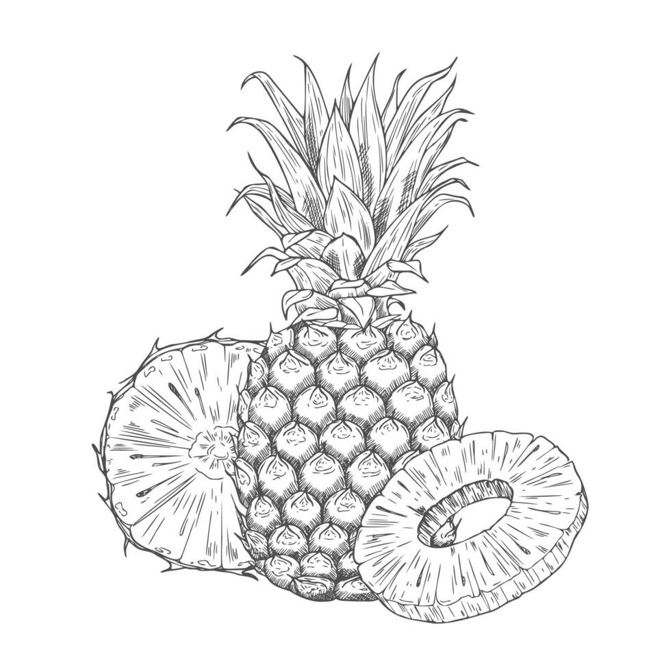 Hand drawn Pineapple Sketch Illustration in set vector