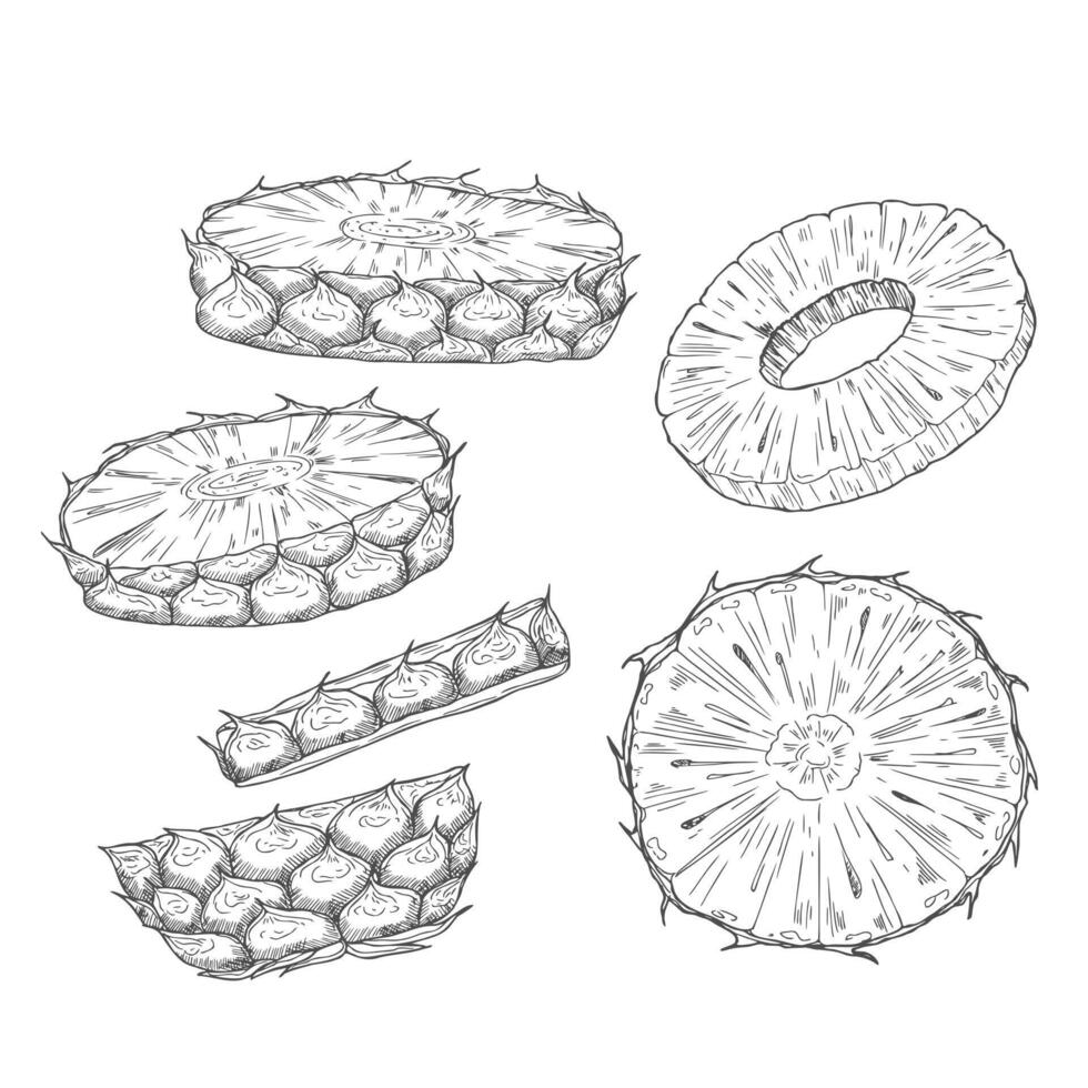 Sketch pineapple drawing. Hand drawn fruit ring and slices. Healthy vegan food snack. vector