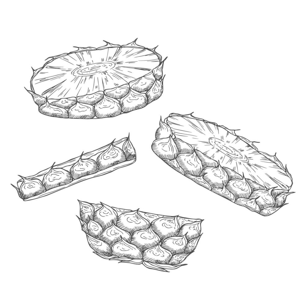 Sketch pineapple drawing. Hand drawn fruit ring and slices. Healthy vegan food vector