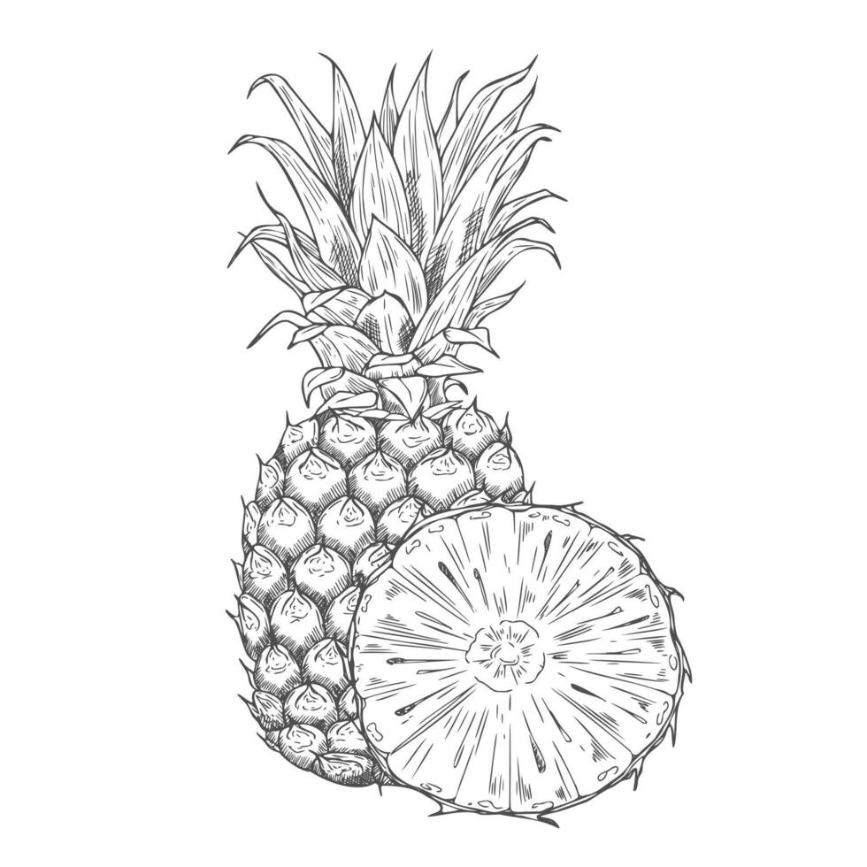 Hand drawn Pineapple Sketch Illustration in on white vector