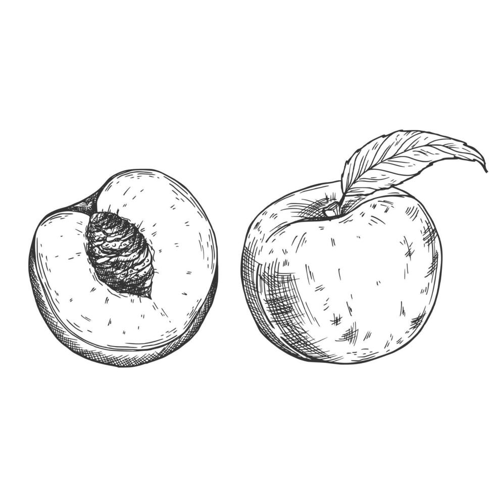 Peach sketch whole and half fruit vector