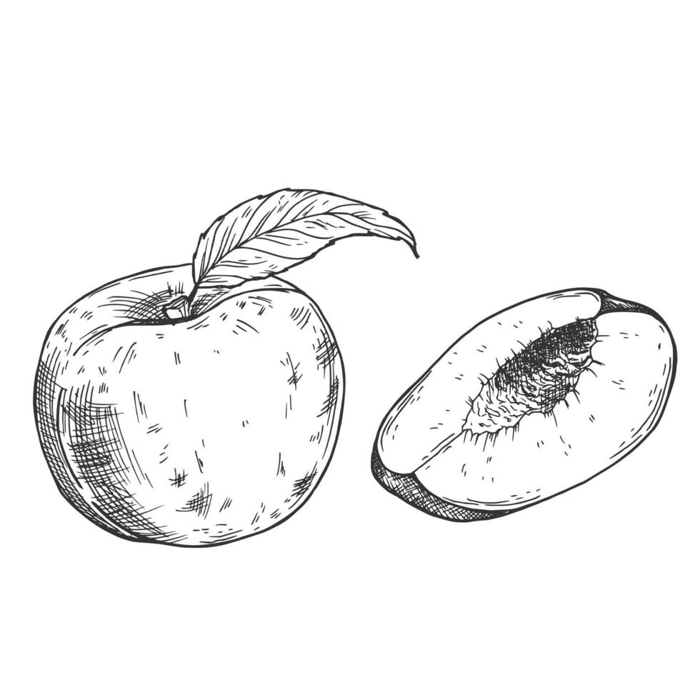 Peach slices set in . Hand drawn sketch style summer vector