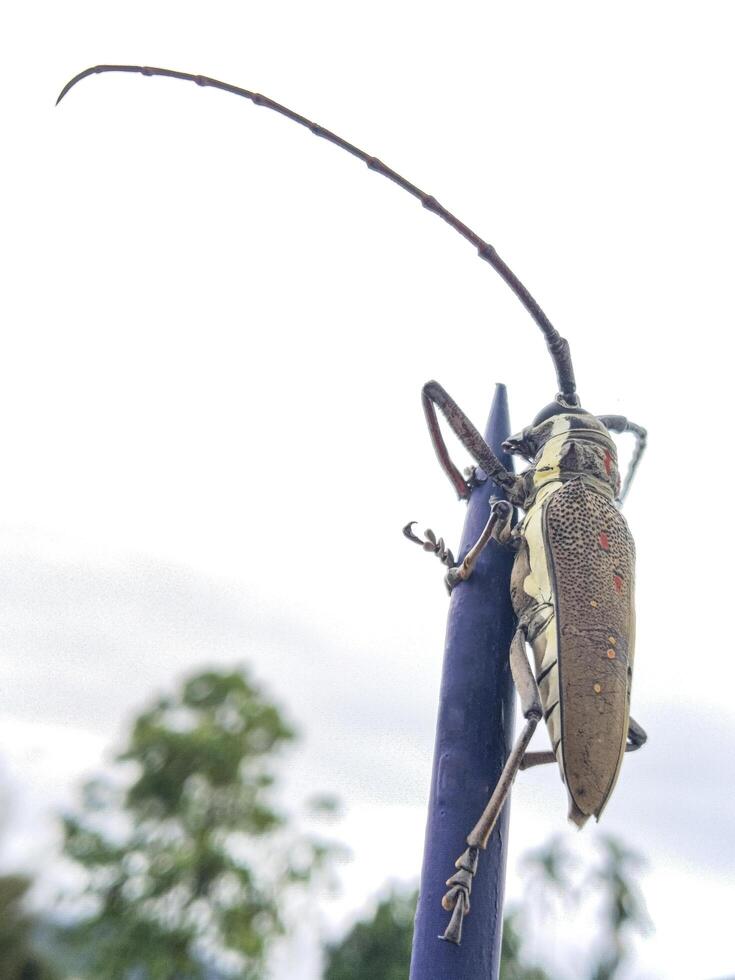 Macro close-up of a brown longhorn beetle, isolated on spike fence. photo