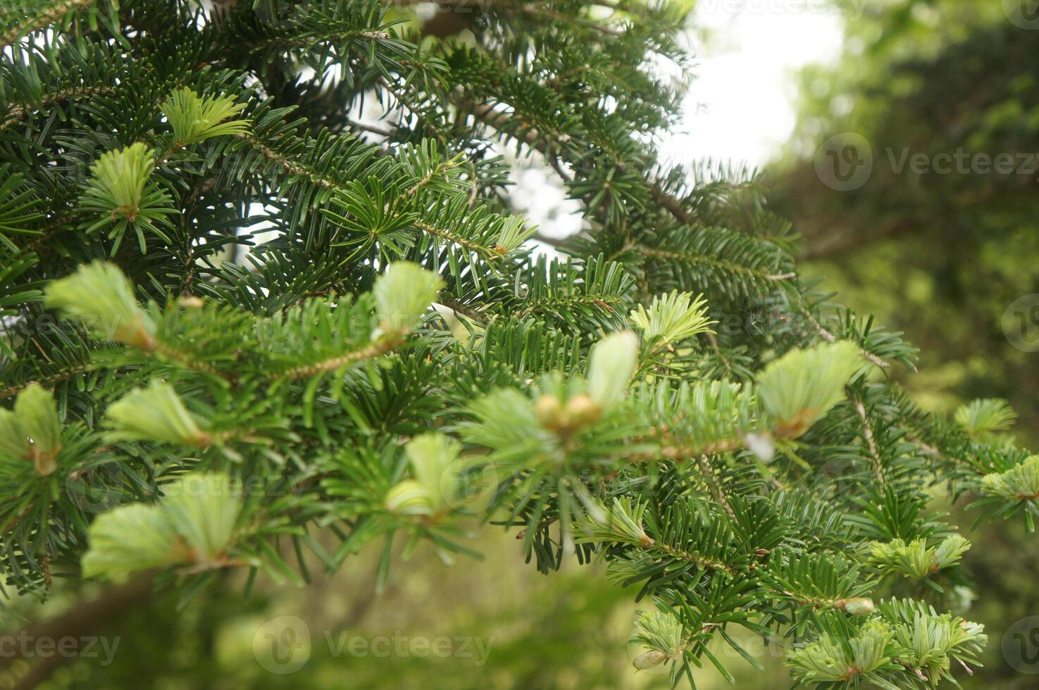 New Growth, A capturing the vibrancy of fresh leaves on a tree photo