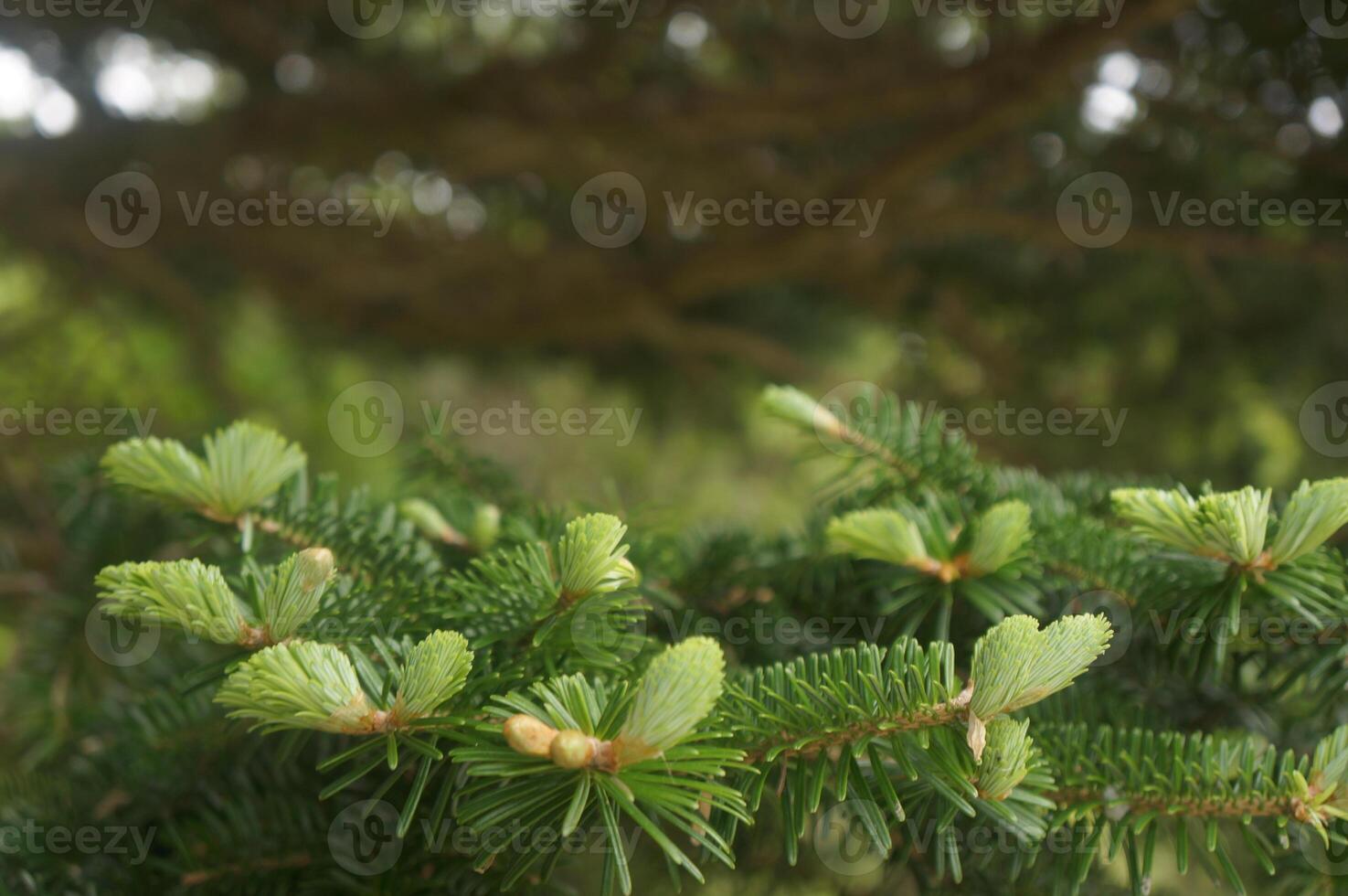 Capturing the vibrancy of fresh leaves on a tree photo