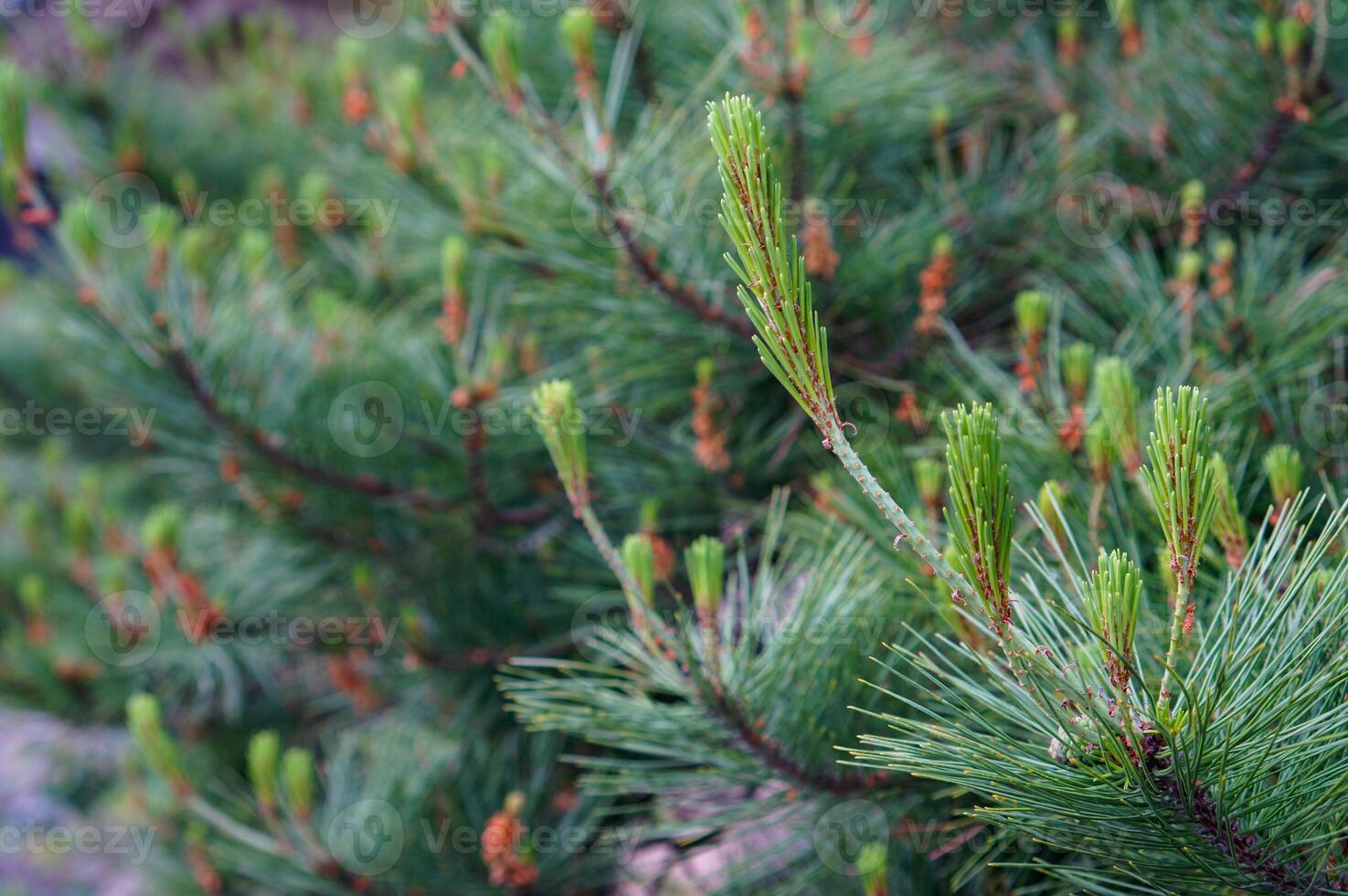 Delicate new buds burst forth on a verdant pine branch, signaling the arrival of spring, fresh growth, and new beginnings. photo
