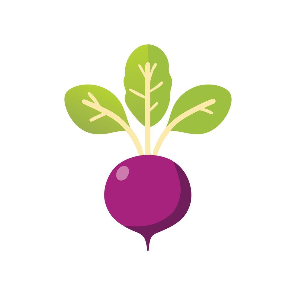 Vibrant Beetroot Illustration Fresh Produce FarmtoTable Healthy Eating Vegetable Graphic vector