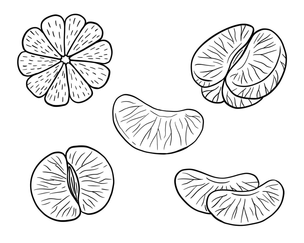 Mandarin hand drawn sketch, tangerine fruit, half and slice. isolated illustration. Engraved style drawing. vector