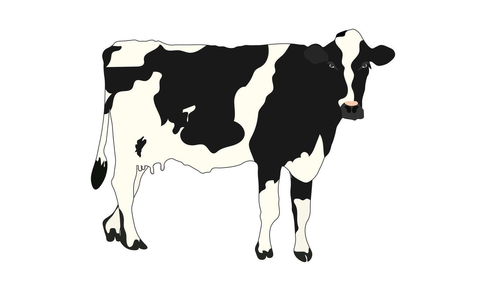 Holstein Friesian Cow Illustration, Australian Breed Cow , Aussie Black and White Cow, Cow , on a white background vector