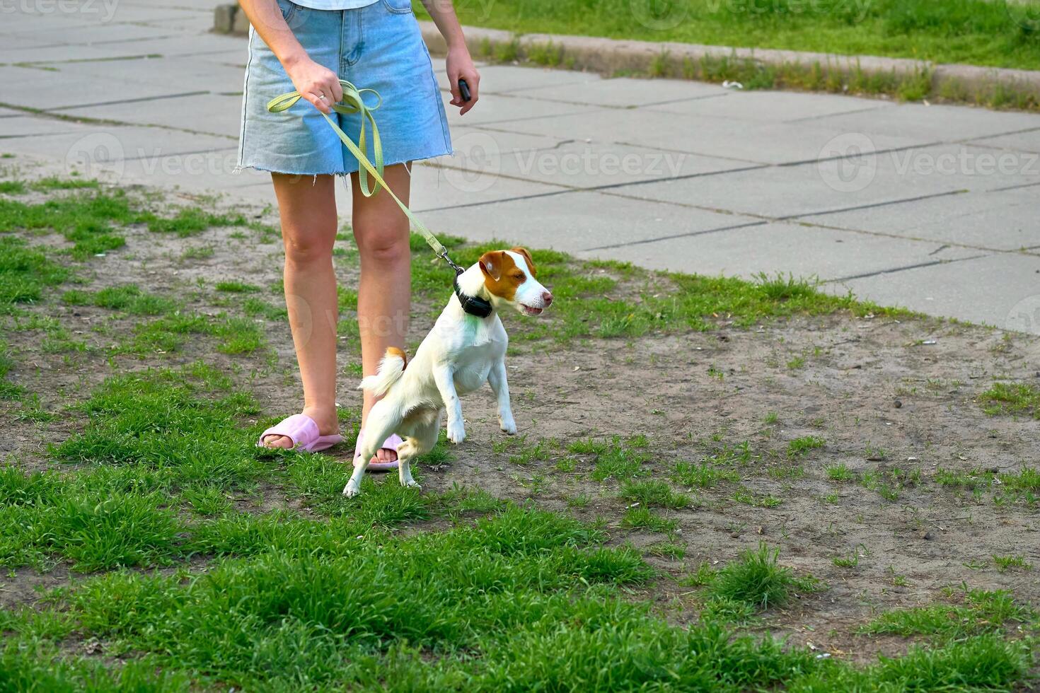 The owner holds a Jack Russell Terrier on a leash,eager to go for a walk photo
