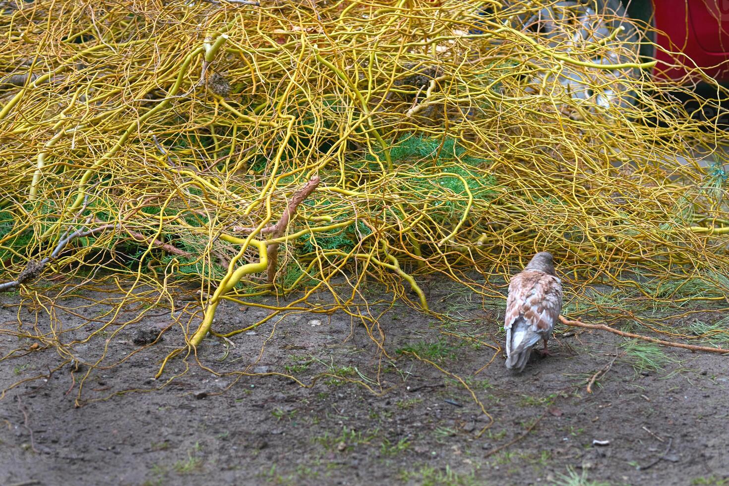 Cleaning in garden park.A pile of cut branches from trees photo