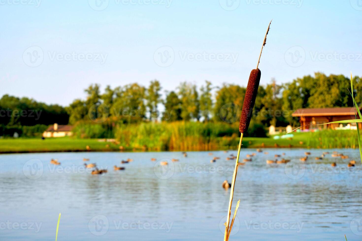 Country summer calmness.A lone reed in the vastness of a rural bird pond photo