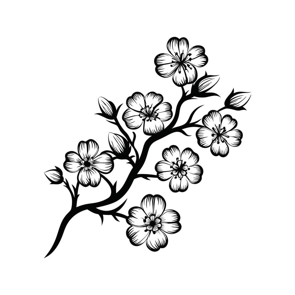 Elegant black and white floral cherry blossom branch blooming on white background vector