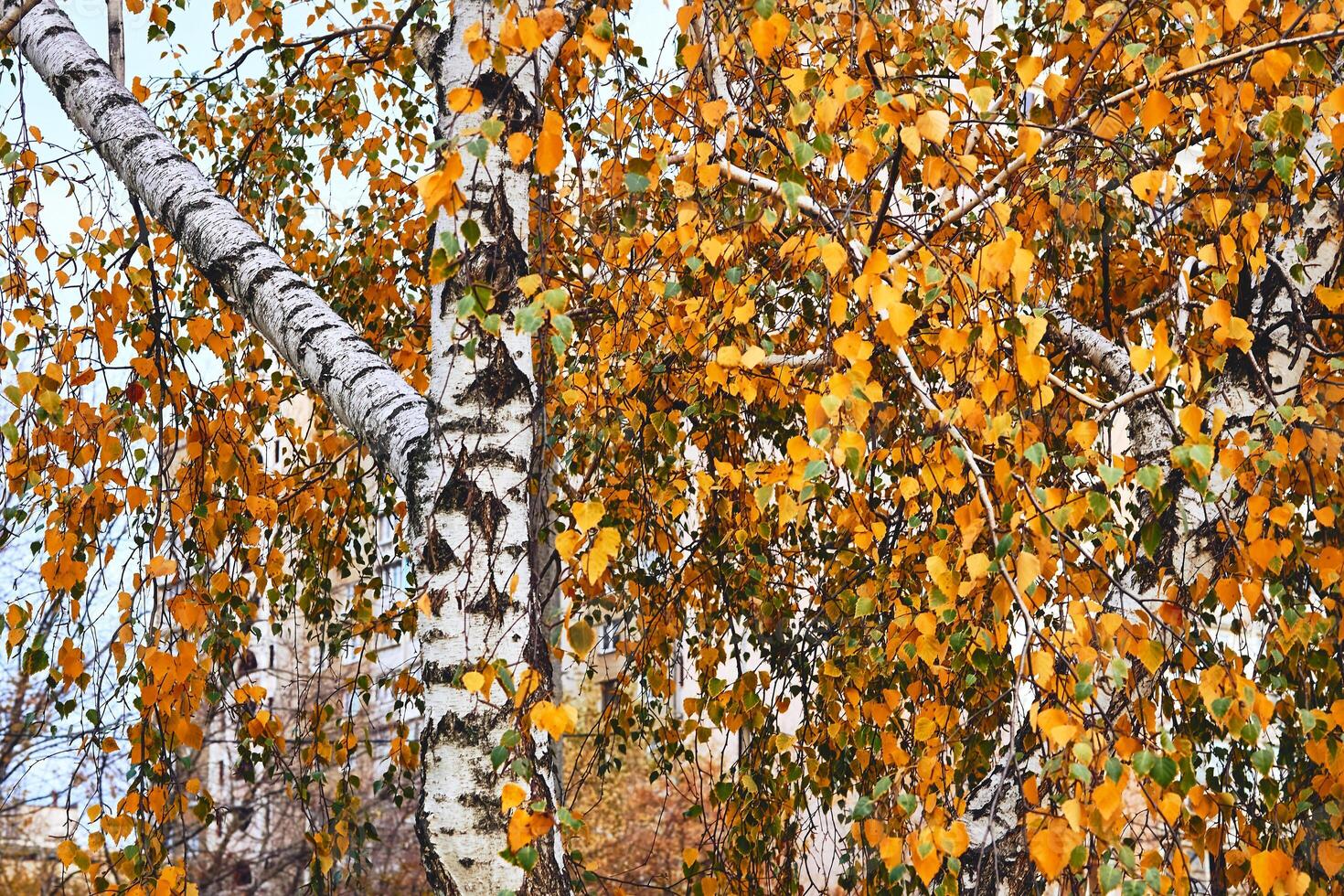 White birch trunk,golden orange leaves of warm autumn photo
