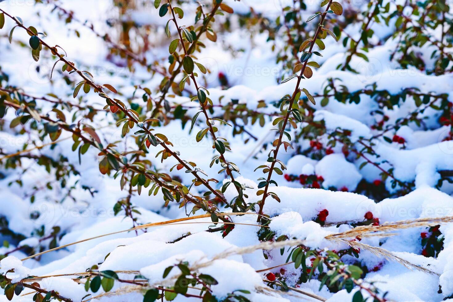Viable decorative bushes with red berries covered with snow photo
