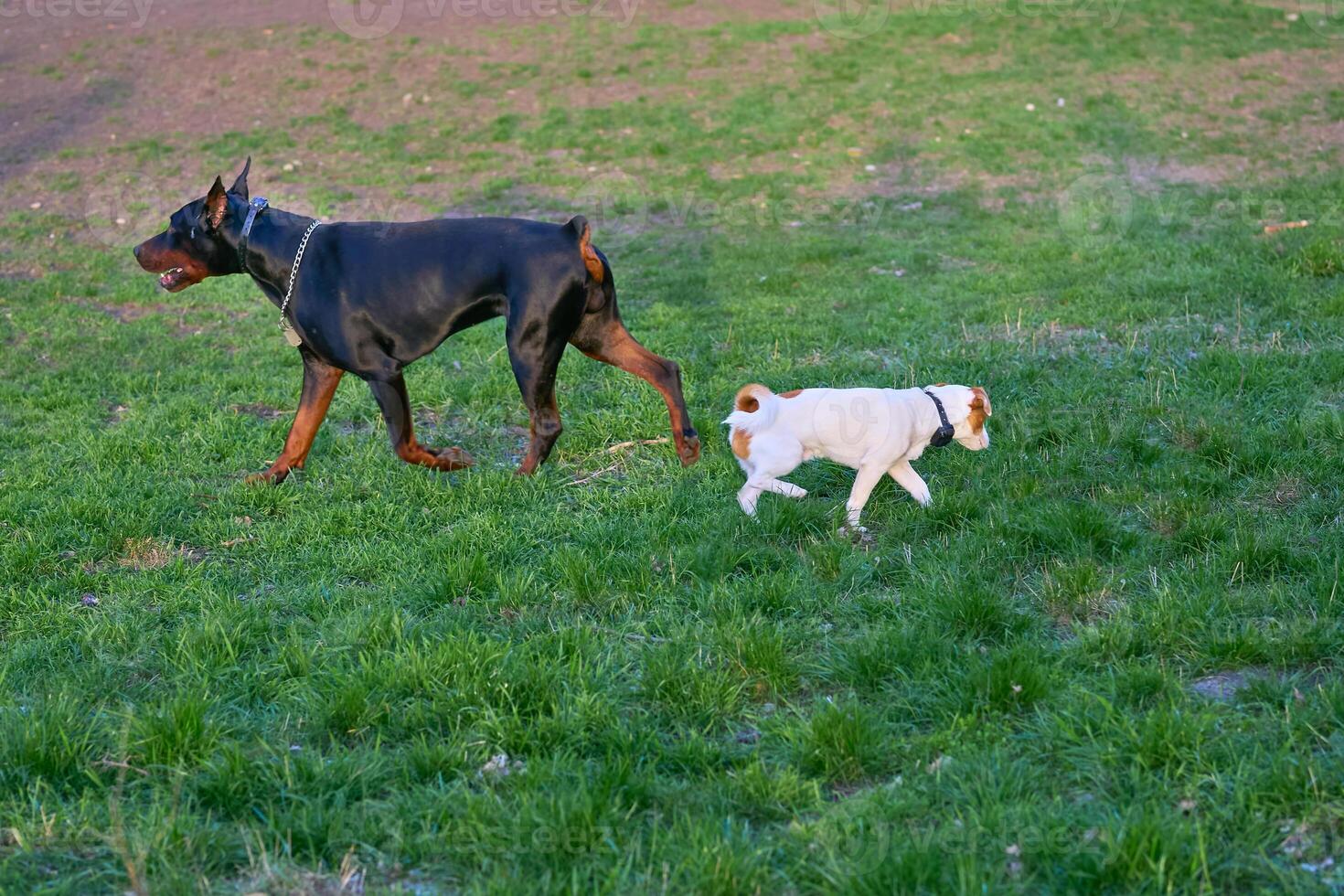Doberman and Jack Russell Terrier quarreled, going in different directions photo