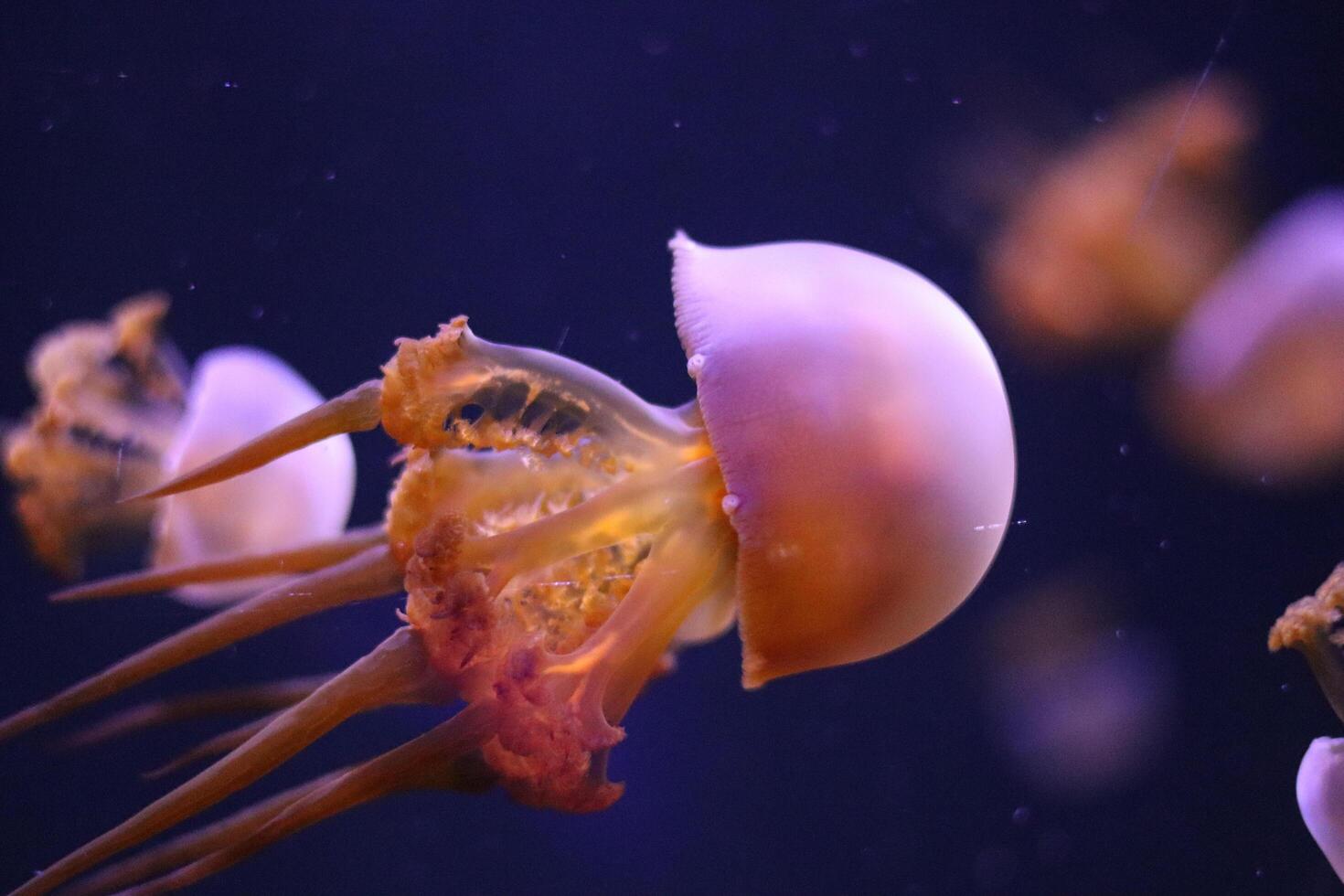 Colorful jellyfish gracefully swimming in an aquarium tank during an evening display photo