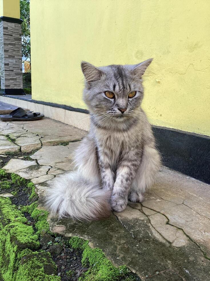 The image shows a fluffy gray tabby cat with striking amber eyes sitting on a concrete surface in front of a yellow wall with a black base photo