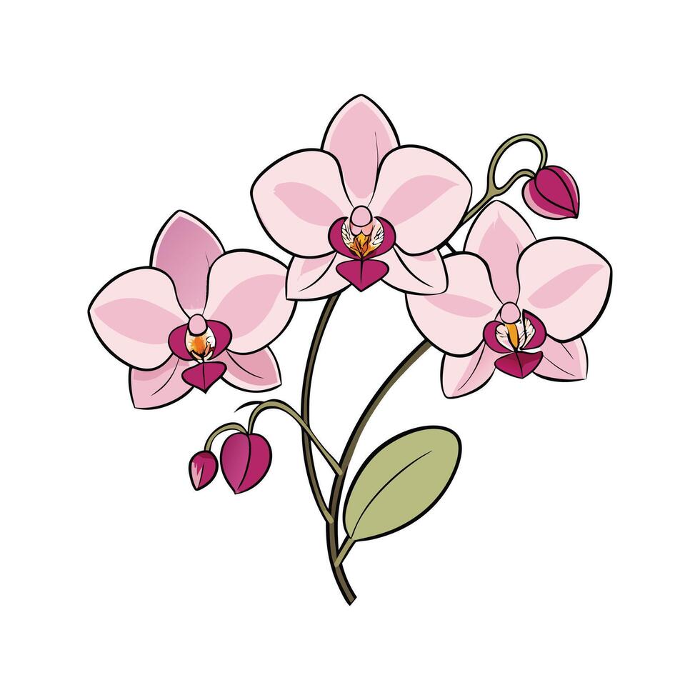 Vibrant illustration of elegant pink orchids in full bloom with delicate details and stems vector