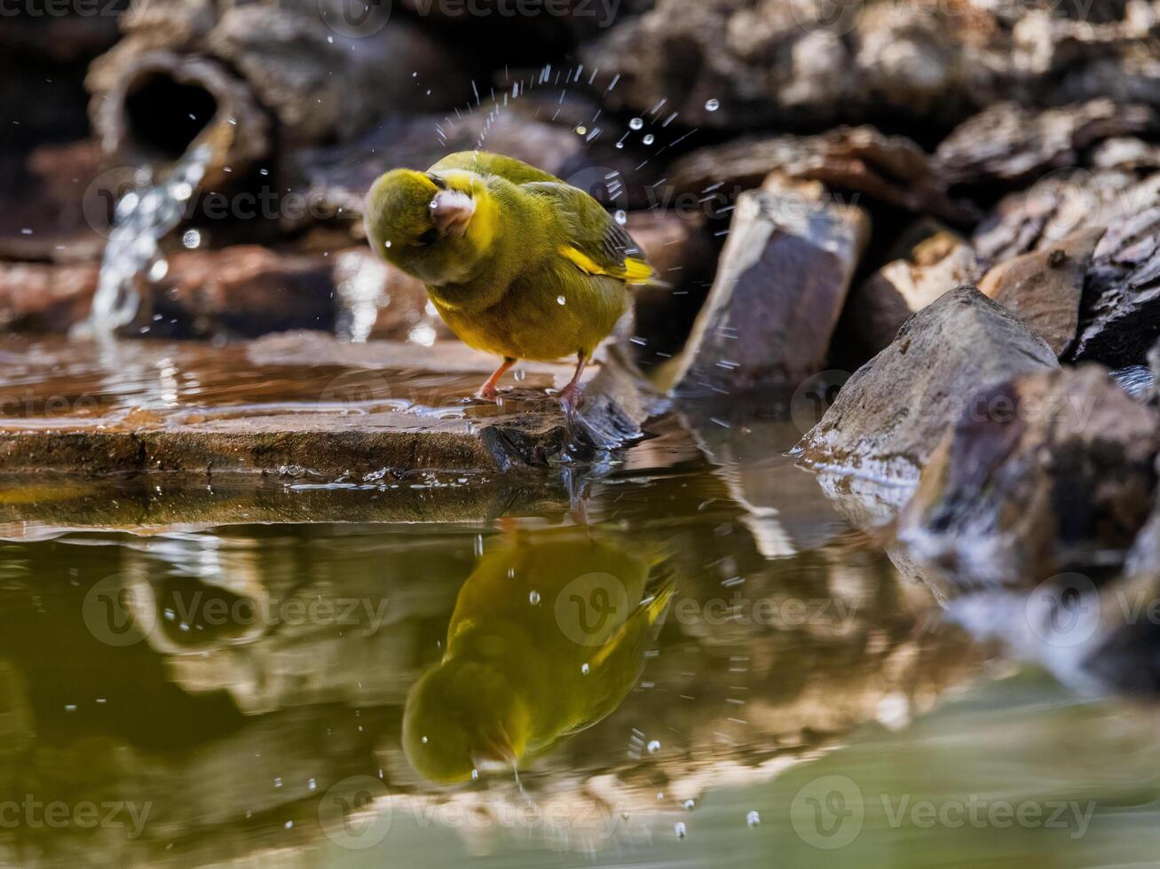 a bird is standing on a rock in the water. photo