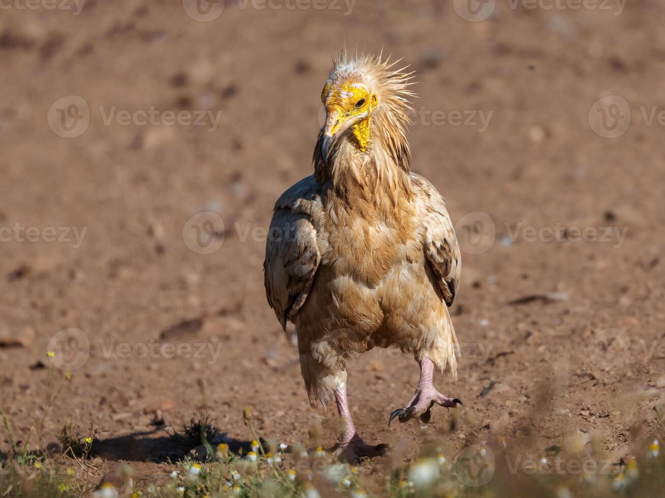 a bird with a yellow beak walking on a dirt field photo
