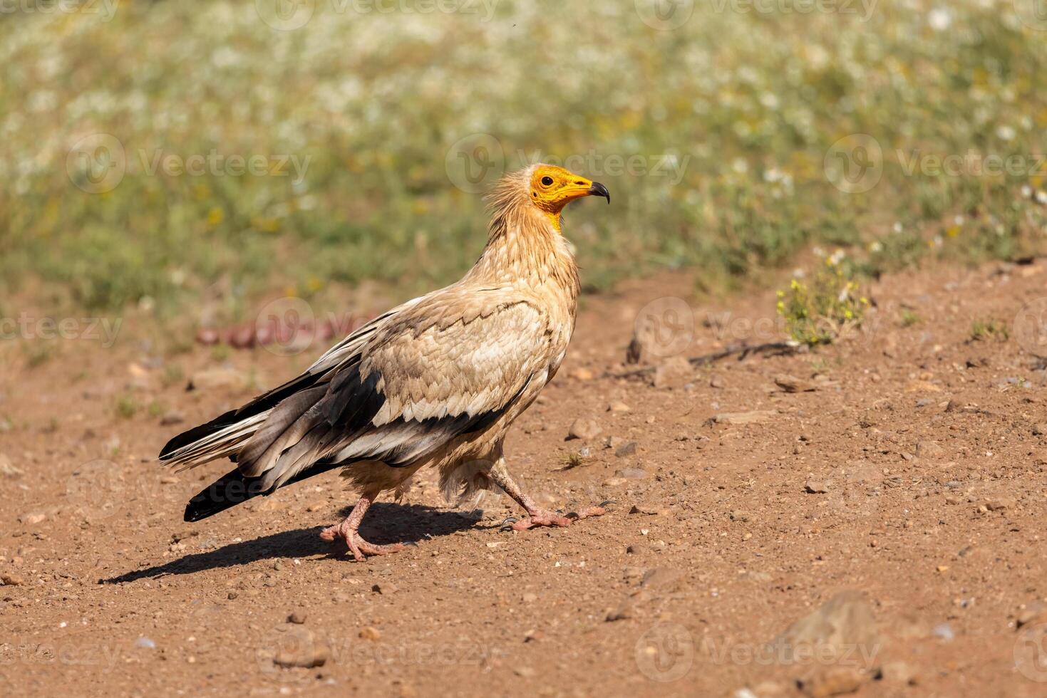 a bird walking on the ground photo