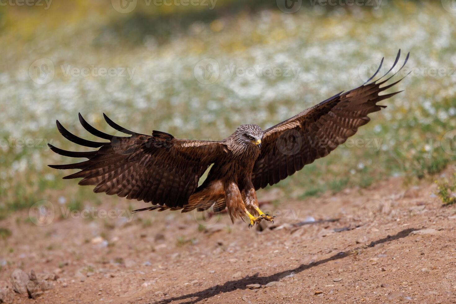 a large bird of prey landing on a dirt field photo