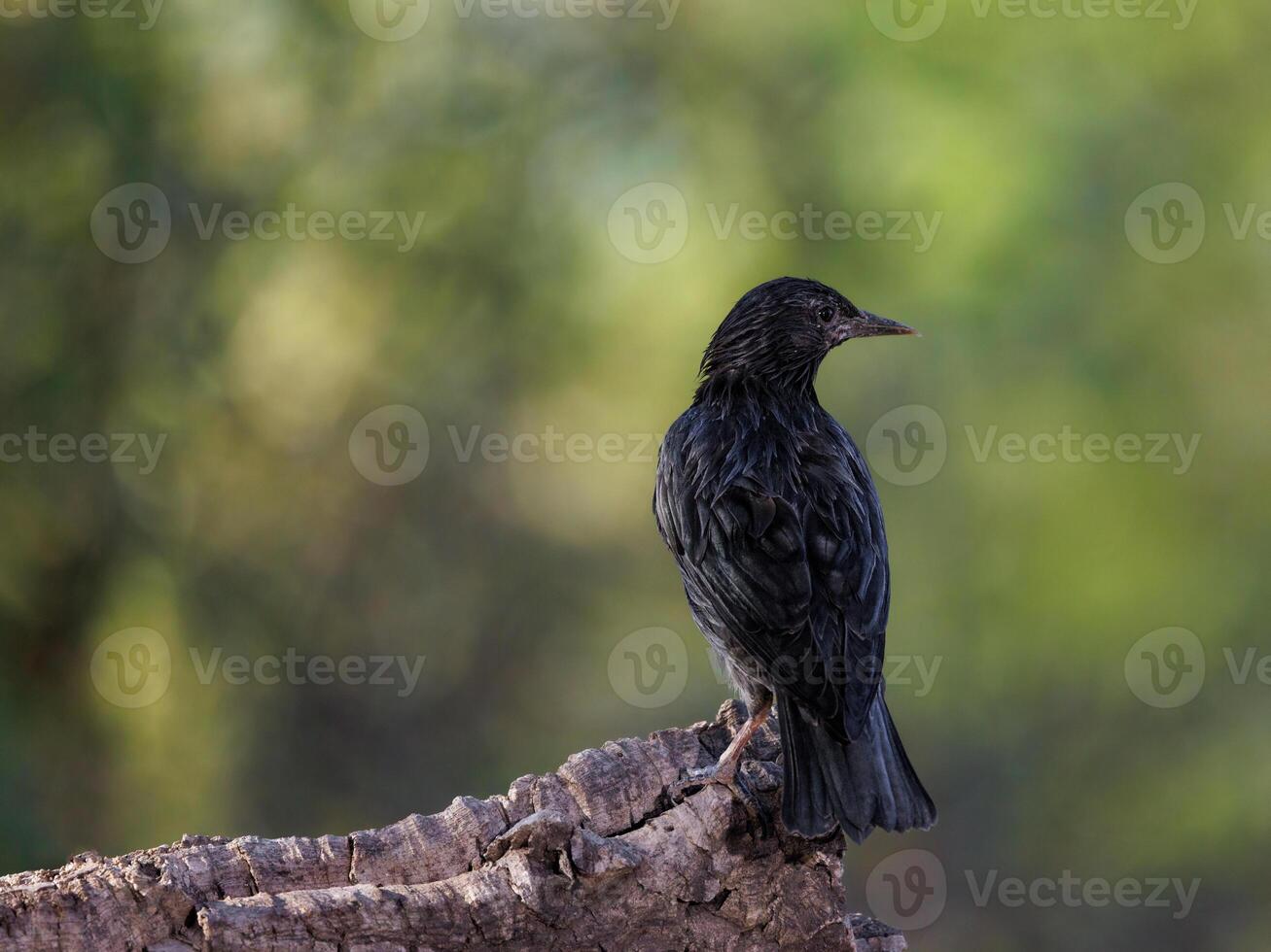 Spotless starling. Sturnus unicolor perched on branch with soft background. photo