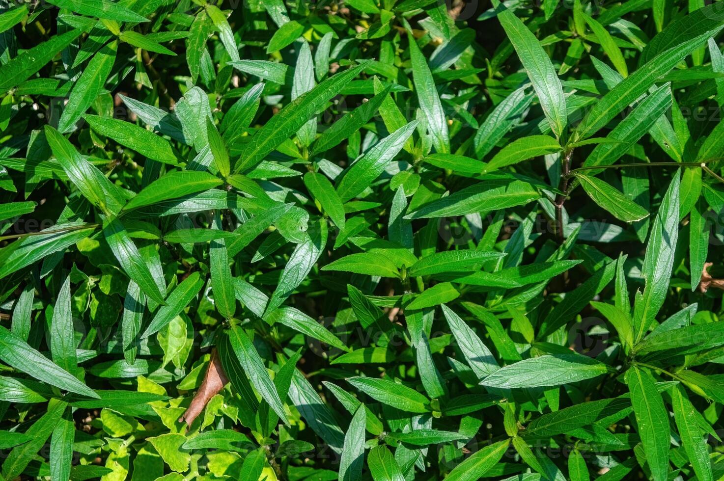 A vibrant close up of lush green leaves with a glossy surface and intricate vein patterns, capturing the essence of fresh foliage. Perfect for themes related to nature, botany, and environmental photo