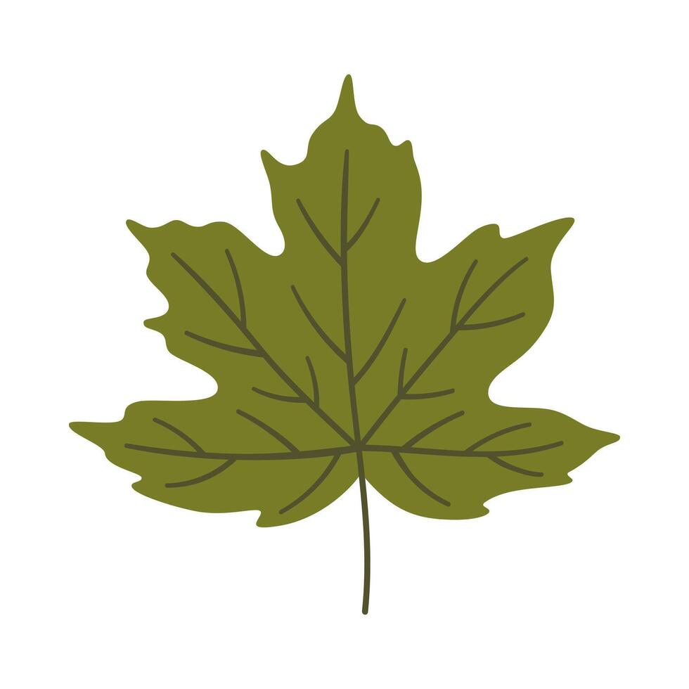 Maple leaf in green color. One element isolated on white. Spring or summer background, illustrations vector