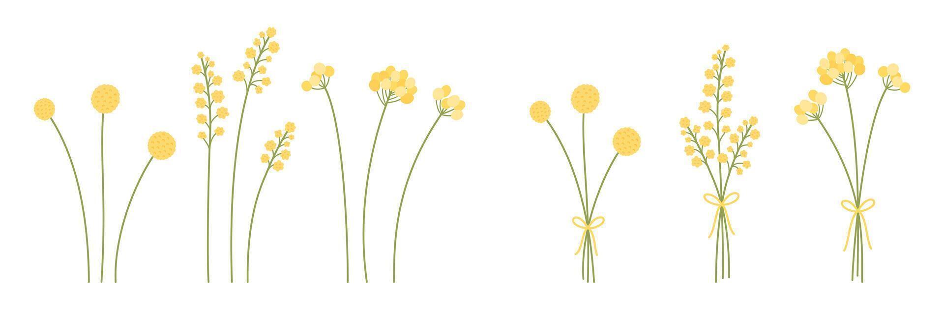 Set of bouquets and mimosa flowers in yellow and stems in green colors. Bunches of delicate wildflowers, illustrations for design projects vector