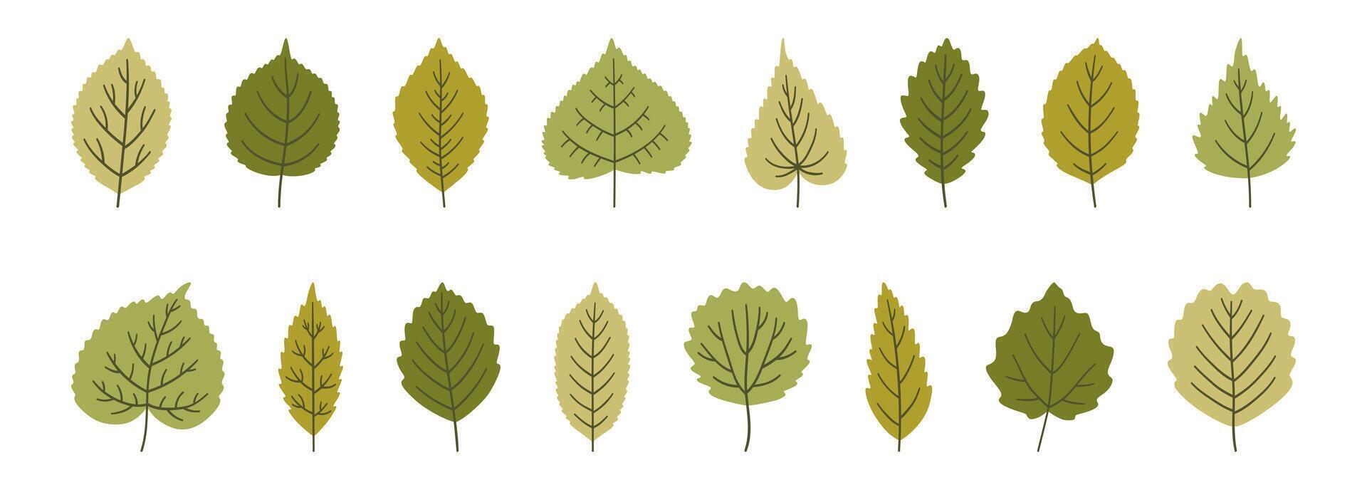 Set of various cute spring leaves in green colors. Summer background, foliage of linden, birch, poplar, aspen, elm, and others, isolated on white. Leaf icons, illustration vector